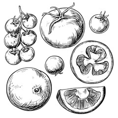 Vector tomato set vintage ink drawing