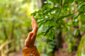 A person is reaching out to touch a leaf on a tree