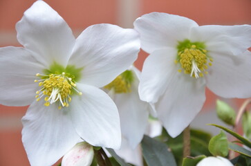 Christrose