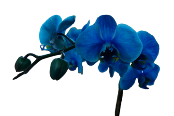 A blue orchid on transparent background