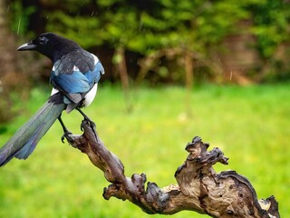 Magpie Perched on a Log