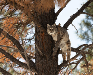 Beautiful Bob cat amazing nature shots