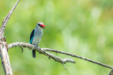 The woodland kingfisher (Halcyon senegalensis) - obrazy, fototapety, plakaty
