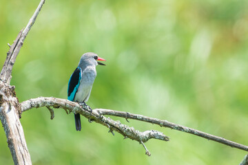 Obraz premium The woodland kingfisher (Halcyon senegalensis)