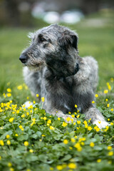 Irish Wolfhound puppy in a clearing with flowers