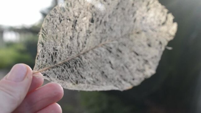 Leaf skeleton in hands. A woman rotates the skeleton of a leaf in her hands. Details of nature. Close-up of the scene.