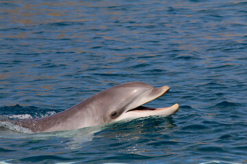 Große Tümmler (Tursiops truncatus) spritz mit Wasser, Weltmeere 