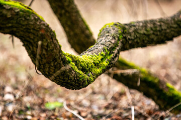 tree bark and moss