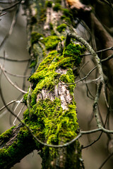 tree bark and moss