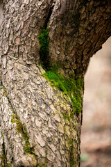 tree bark and moss