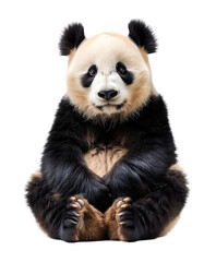 Sitting Panda Transparent PNG