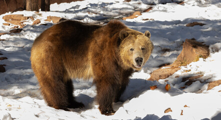 great big grizzly bear just chillin