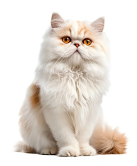 Sitting Persian Cat Transparent PNG