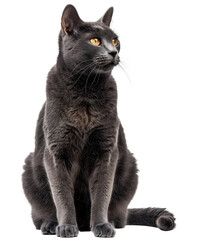 Obraz premium Sitting Russian Blue Cat Transparent PNG
