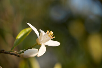 Citrus tree blossom. Orange blossom on a tree in orchard.  Flower of satsuma orange with blurry...