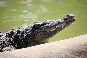 Krokodile (Crocodylia) Kopf, Seitenansicht 