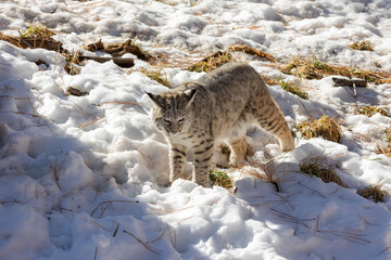 Beautiful Bob cat amazing nature shots