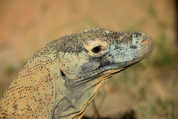 Komodowaran (Komodo-Waran) oder Komododrache (Varanus komodoensis) Sundainseln, Indonesien 