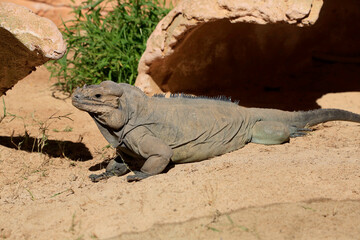 Nashornleguan (Cyclura cornuta) Echse, Karibik