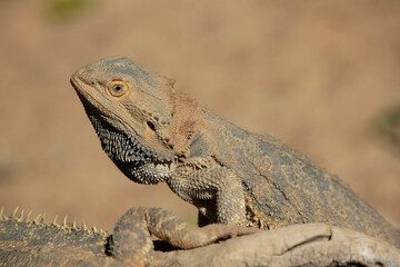 Bartagamen (Pogona) Schuppenkriechtier, Australien
