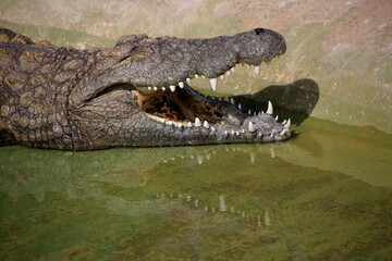 Krokodile (Crocodylia) Kopf, Seitenansicht 