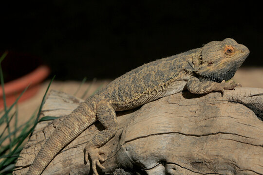 Bartagamen (Pogona) Schuppenkriechtier, Australien