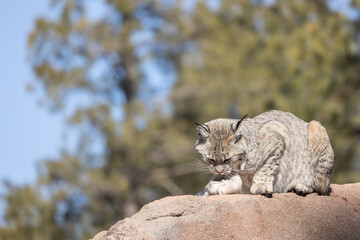 Bobcat chilling in his area watching people