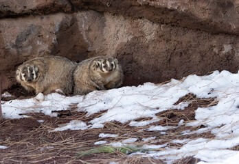 a type of beaver that was found in arizona © sarah