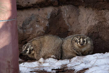 a type of beaver that was found in arizona