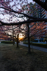 Beautiful morning sunlight through cherry blossom tree.