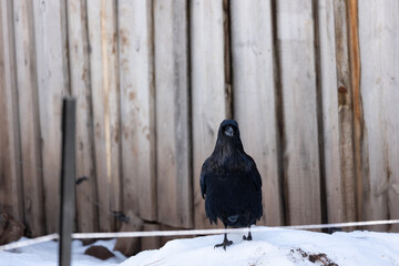wildlife inside the bearazona park in williams az