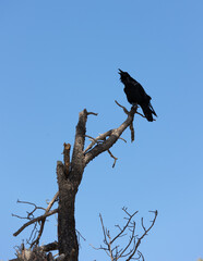 wildlife inside the bearazona park in williams az
