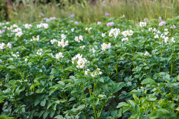 Potatoes flowers blossom on the farm field. Flowering potato plants.