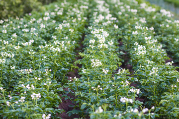 Potatoes flowers blossom on the farm field. Flowering potato plants.