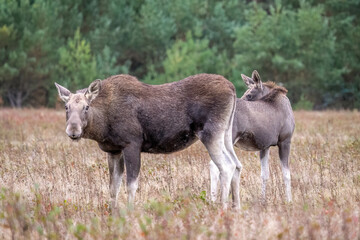 Young moose with his mother in an autumn meadow