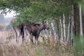 Young moose with his mother in an autumn meadow