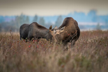 Young moose with his mother in an autumn meadow