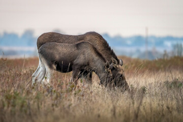 Young moose with his mother in an autumn meadow