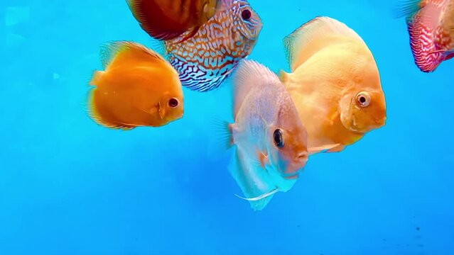4K Pompadour fish are swimming in fish tank