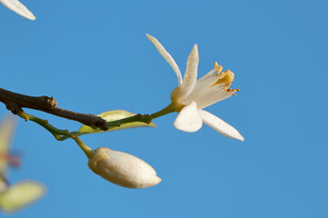 Citrus tree blossom. Orange blossom on a tree in orchard and the sun's rays against the blue sky....