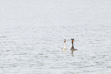 two grebes swimming in the water