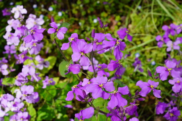 ムラサキハナナ　オオアラセイトウ　