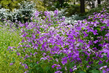 ムラサキハナナ　オオアラセイトウ　