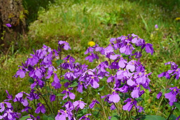 ムラサキハナナ　オオアラセイトウ　