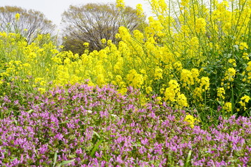 ホトケノザ　菜の花　昭和記念公園