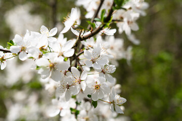 Blooming plum tree in the garden at springtime