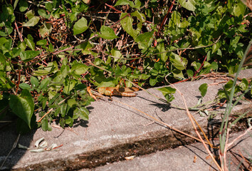 A large green grasshopper on a background of foliage.