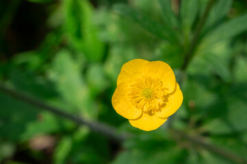 Yellow buttercup flower
