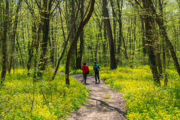 People walk along a path in the spring forest between green trees
