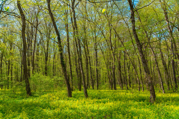 Spring green forest in sunlight